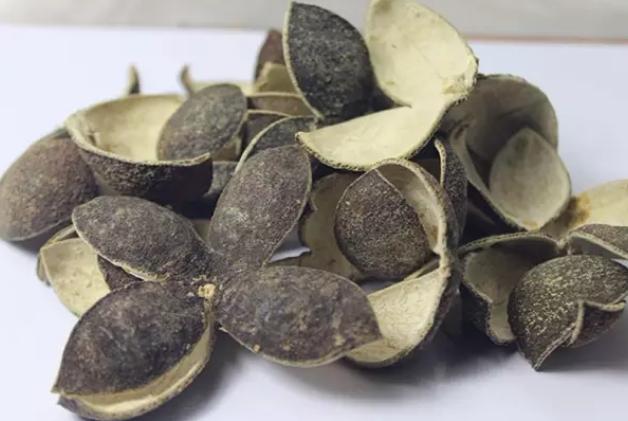 青皮泡水,疏肝破气,方便又实用的养肝妙方
