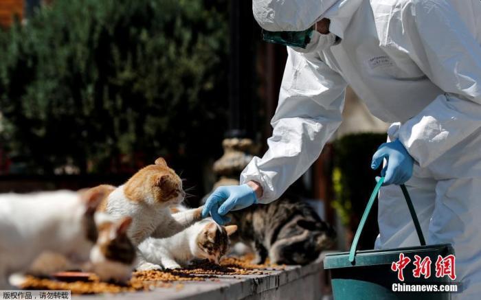  当地时间4月9日，土耳其伊斯坦布尔，一名身穿防护服的市政工作人员在Sultanahmet广场喂流浪猫。