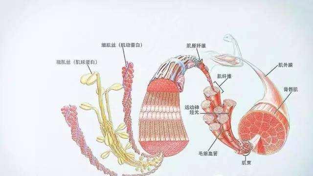 健身没有明确的目标?想要获得完美肌肉,必须制定增肌计划