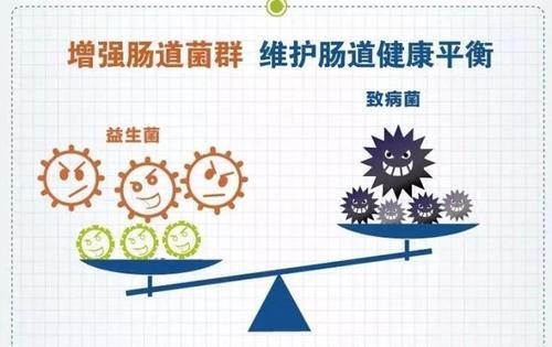 益生菌只能帮助消化?还有六大健康功能!四大因素最有害