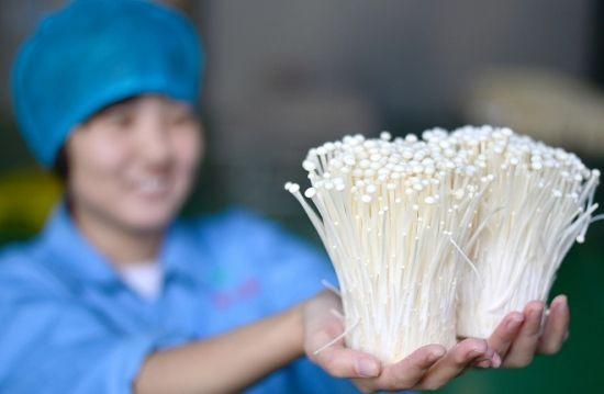 为什么排便时整根金针菇会排出来?看完才知道,这么多年冤枉它了