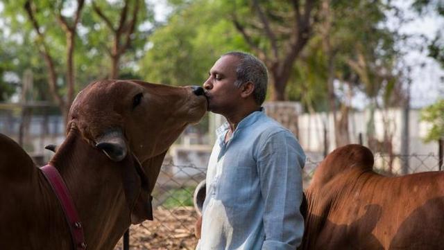 印度又一动物泛滥成灾，不能吃不能杀达3亿多头，网友：放着我来