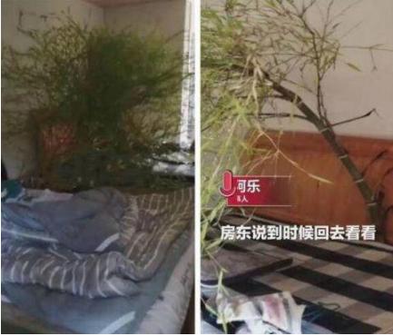 男子4个月没回家床头长竹子，床头的树已经把床都给撑开了
