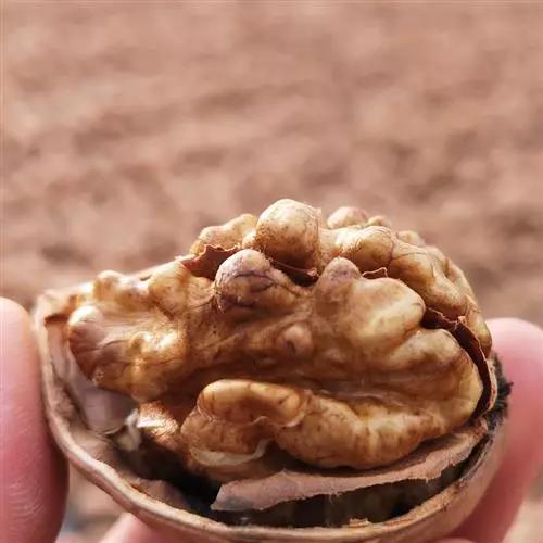 相见恨晚的5种新疆特产,舌尖的享受,尝过就难忘,你吃过几种?