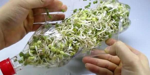日本农民“发豆芽”，要不是亲眼见到，都不知道还有这种方法