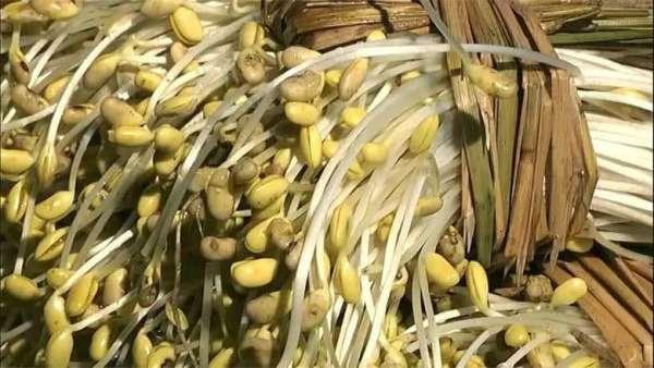 日本农民“发豆芽”,要不是亲眼见到,都不知道还有这种方法