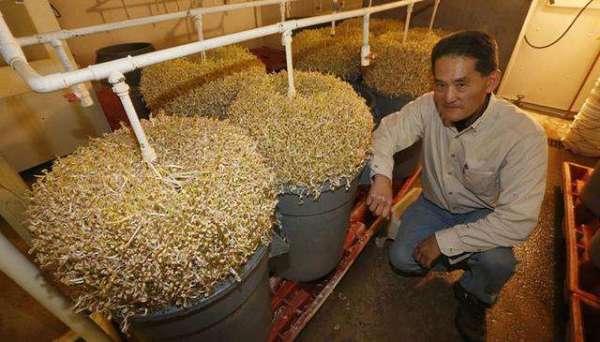 日本农民“发豆芽”，要不是亲眼见到，都不知道还有这种方法