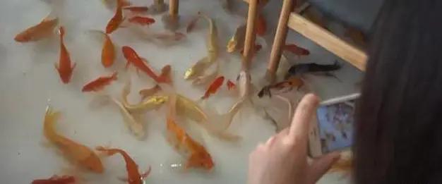 越南一家在地板上养鱼的锦鲤咖啡厅,成为网红,最怕顾客有脚气?