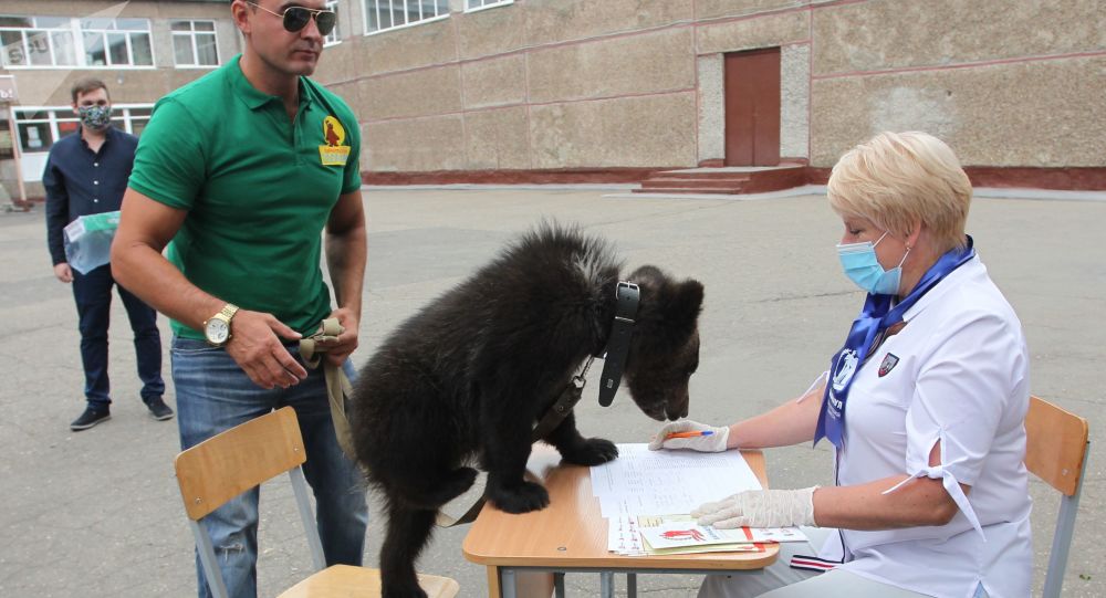 阿尔泰边疆区一选民带熊投票 图自俄罗斯卫星社