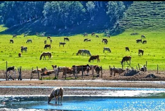 旅游:内蒙古——乌兰布统草原
