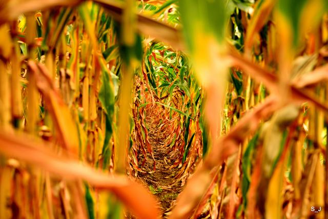 美国大粮仓明尼苏达州，一望无际的玉米和大豆，无人收割