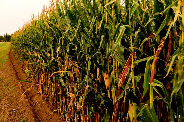 美国大粮仓明尼苏达州，一望无际的玉米和大豆，无人收割