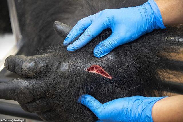 迈阿密31岁大猩猩和兄弟打斗后低烧,被麻醉做检测,手势表达不满