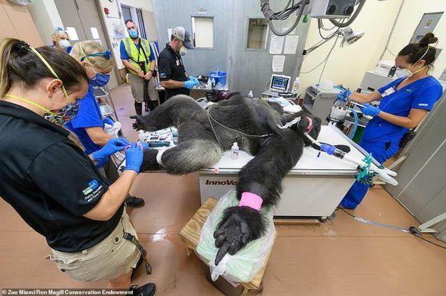 迈阿密31岁大猩猩和兄弟打斗后低烧，被麻醉做检测，手势表达不满