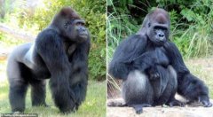 迈阿密31岁大猩猩和兄弟打斗后低烧