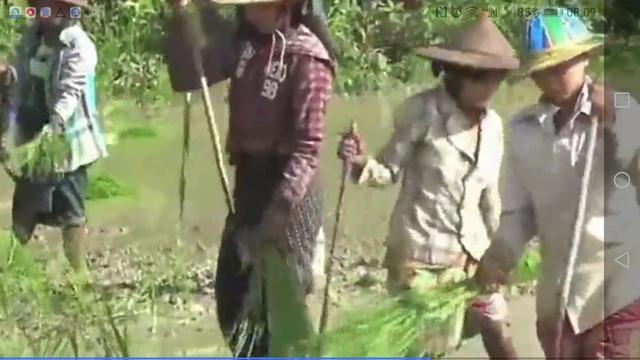 见过缅甸人是怎么插秧的吗，为什么他们不喊腰酸背痛？