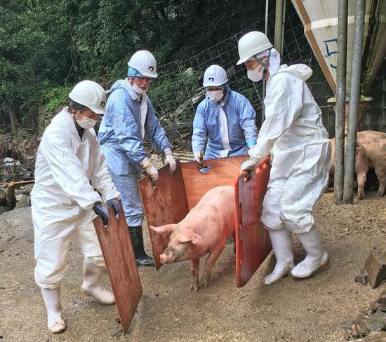 自卫队等人员正在救猪（日本农业新闻）