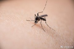 美国一项研究证实新冠不能通过蚊子传