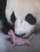 韩国一对大熊猫平安诞下一只雌性幼仔