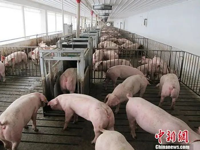 资料图:养殖场。中新社记者 林浩 摄