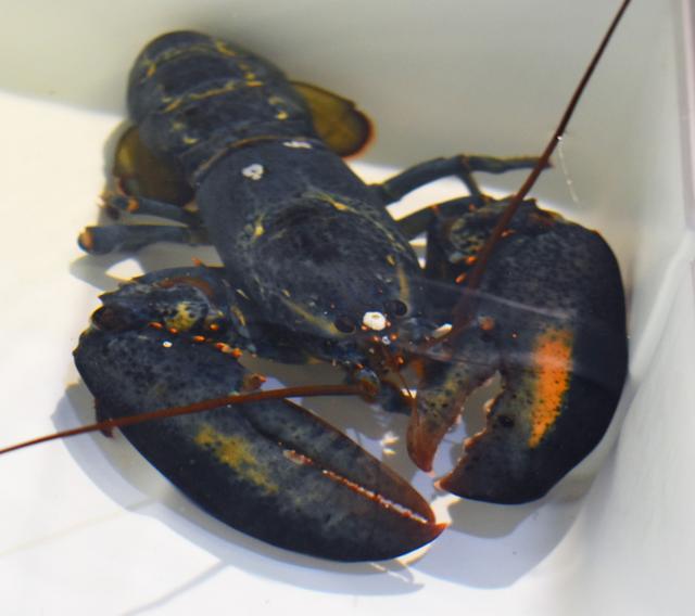 颜色保命！罕见蓝龙虾混进海鲜餐厅食材中，被送去动物园喂养