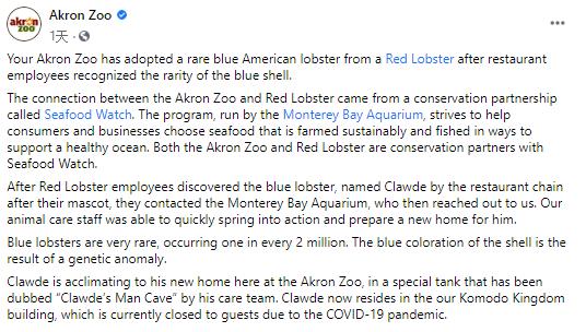 颜色保命！罕见蓝龙虾混进海鲜餐厅食材中，被送去动物园喂养