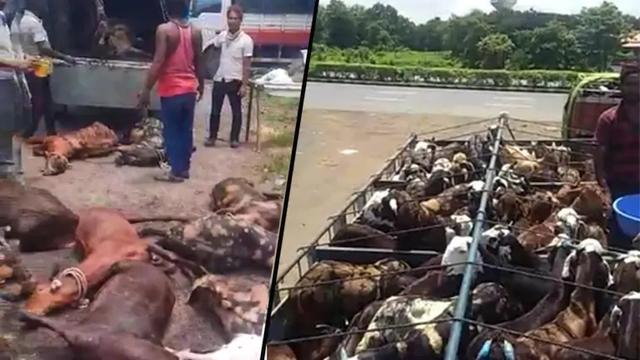 印度因新冠实行封锁，数百山羊在高速活活饿死，尸横遍野死状凄惨