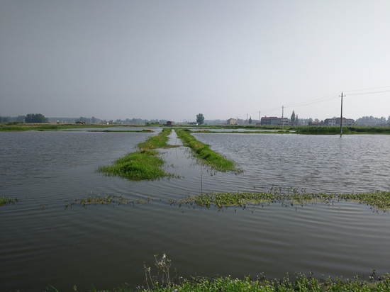 2018年5月29日，湖北省潜江市浩口镇，收虾季节的水位明显高于正常水位