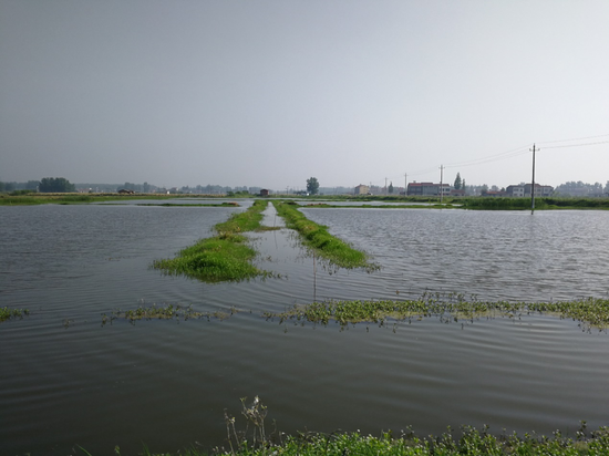 2018年5月29日,湖北省潜江市浩口镇,收虾季节的水位明显高于正常水位