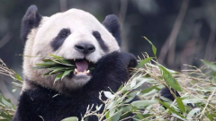 旅加两只大熊猫正面临“断粮”危机