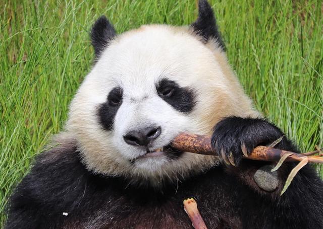 旅加大熊猫面临“断粮”风险？成都大熊猫基地：正积极办理接回手续
