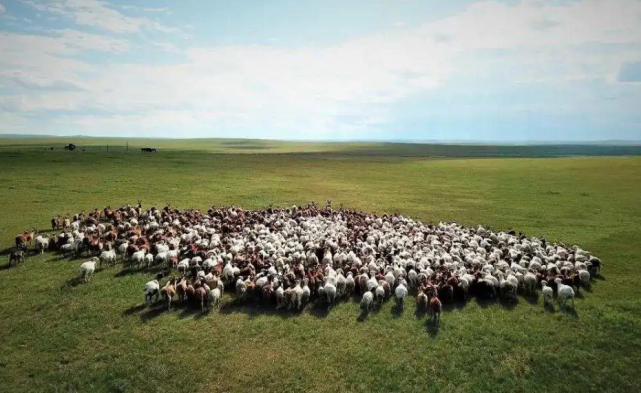 蒙古国30000只羊，长成这样了