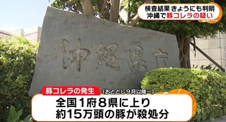 今年1月8日，日本冲绳县时隔约33年再次出现猪瘟疫情 日媒报道截图