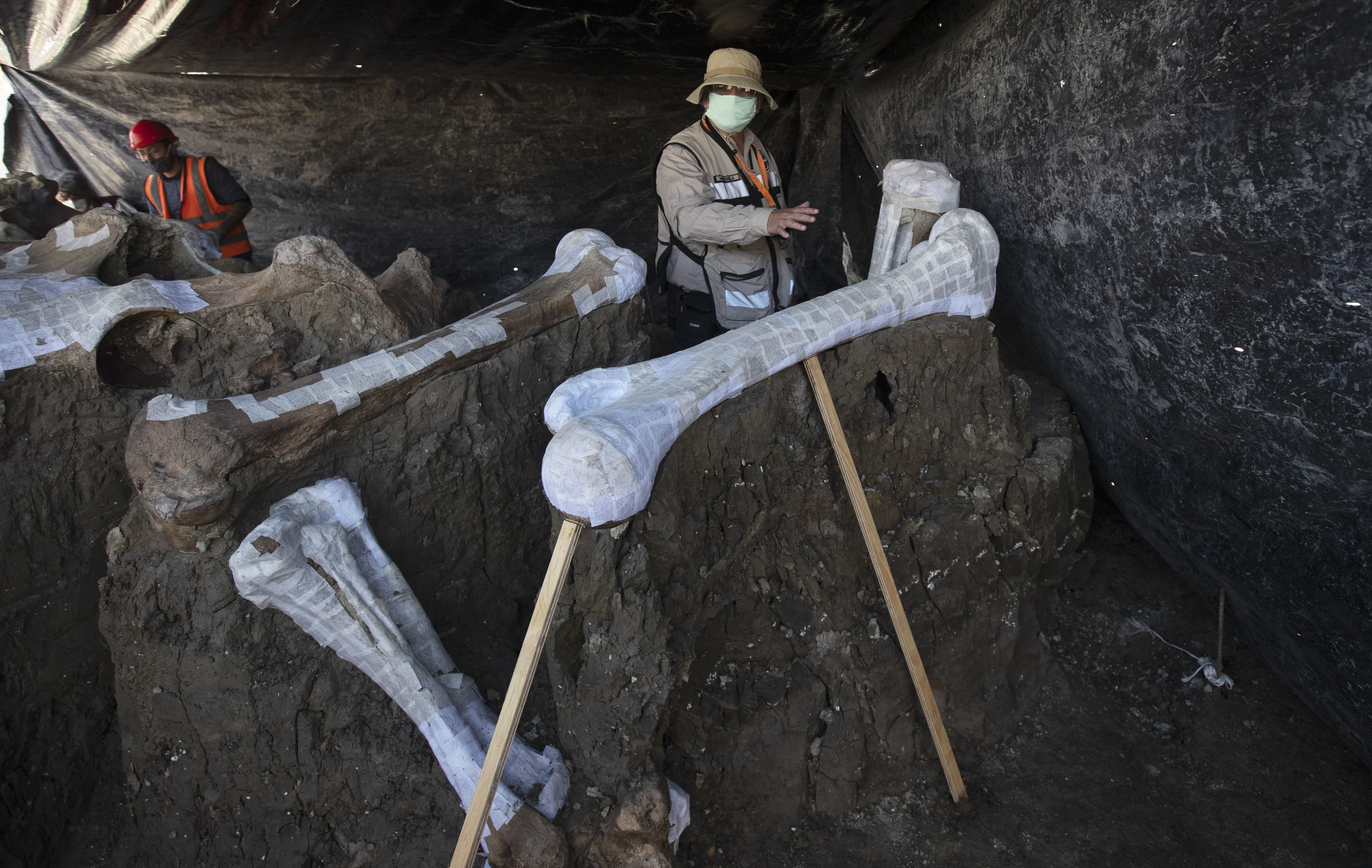墨西哥修机场，挖出200头猛犸象遗骸，也许能解释猛犸灭绝之谜