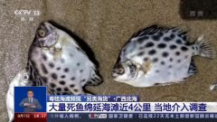 粤桂海滩为何总是天降“另类海货”？