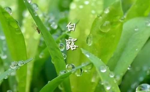 白露∣全年昼夜温差最大的节气,这些养生攻略中老年人必须知道
