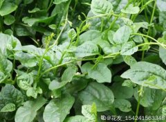 秋天的野菜更香，去火