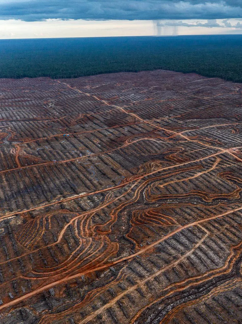 为了棕榈油产业的发展，马来西亚的原始森林正在急速减少