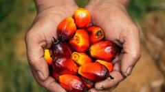 棕榈油产业的发展，已经严重影响到了