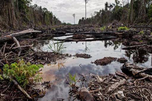 为了棕榈油产业的发展，马来西亚的原始森林正在急速减少