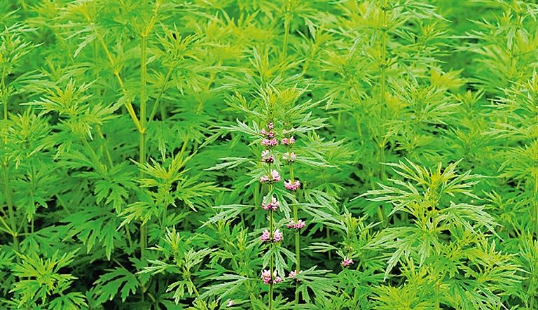 益母草虽长于山野、河滩草丛、溪边湿润处，却有这么多惠民功效