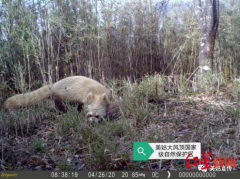 四川意外发现一只“褪色”的小熊猫