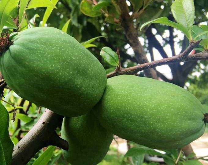《本草精荟》：舒筋和胃：木瓜的功效与应用