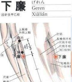网球肘疼痛的克星——下廉穴