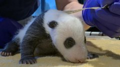 旅美大熊猫美香的幼崽体重刚好超过2磅