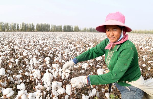 2019年10月25日，在新疆阿瓦提县丰收片区管委会艾买秋克村，拾花工阿依古丽在捡棉花。新华社