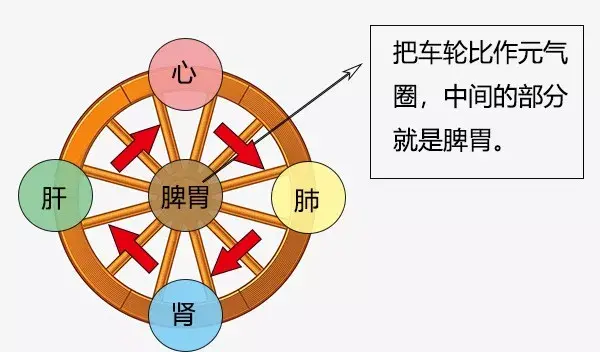 大白话说中医第十集|要想身体好,脾胃就得保