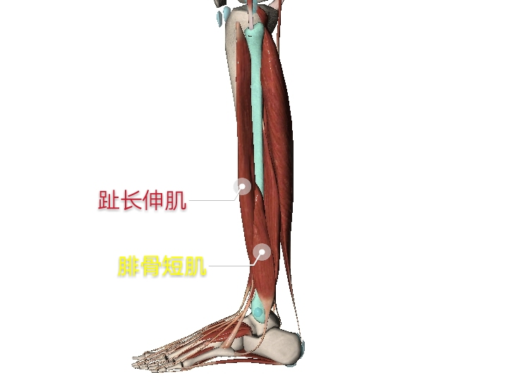 丰隆穴,是一个化痰祛湿的穴位,从此,看到厚厚的苔你就要想到它