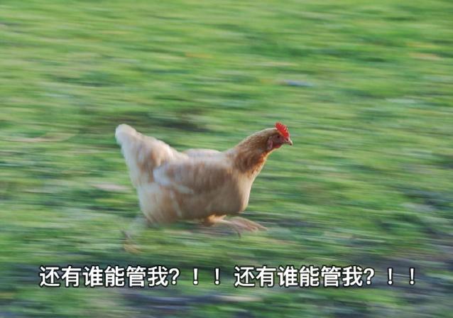 被冤枉的鸡蛋黄告诉你:一天最多可以吃几个鸡蛋?