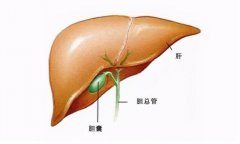 怎么才能更好地保护胆囊